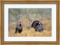 Framed Rio Grande Wild Turkeys