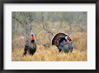 Framed Rio Grande Wild Turkeys