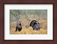 Framed Rio Grande Wild Turkeys