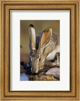 Framed Black-Tailed Jack Rabbit Drinking