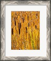 Framed Cattails In A Field, Utah