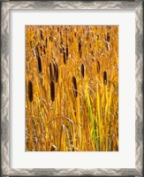 Framed Cattails In A Field, Utah