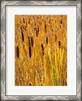 Framed Cattails In A Field, Utah