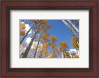 Framed Autumn Aspen Trees In The Fishlake National Forest, Utah