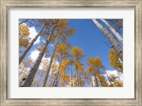 Framed Autumn Aspen Trees In The Fishlake National Forest, Utah