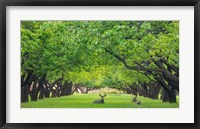 Framed Deer Resting In A Sylvan Orchard