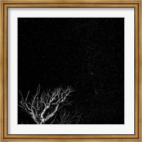Framed Dead Tree And Night Sky At The Capitol Reef National Park, Utah