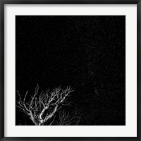 Framed Dead Tree And Night Sky At The Capitol Reef National Park, Utah