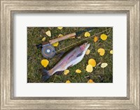 Framed Rainbow Trout And Fly Rod