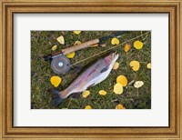 Framed Rainbow Trout And Fly Rod
