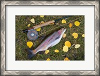 Framed Rainbow Trout And Fly Rod