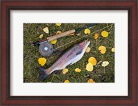 Framed Rainbow Trout And Fly Rod