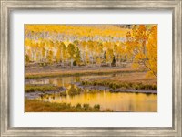 Framed Fishlake National Forest Landscape, Utah