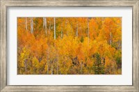 Framed Autumn Forest Landscape Of The Manti-La Sal National Forest, Utah