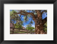 Framed Old Cottonwood Tree And Fence