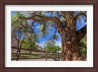 Framed Old Cottonwood Tree And Fence