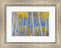 Framed Aspen Trees In Autumn At Fishlake National Forest, Utah