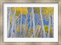 Framed Aspen Trees In Autumn At Fishlake National Forest, Utah