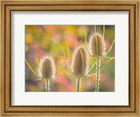 Framed Backlit Teasel Weeds