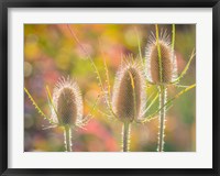 Framed Backlit Teasel Weeds