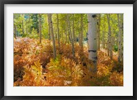 Framed Bracken Ferns And Aspen Trees, Utah