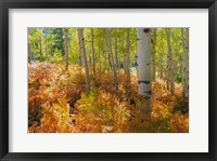 Framed Bracken Ferns And Aspen Trees, Utah