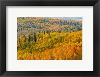 Framed Manti-La Sal National Forest In Autumn, Utah