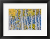 Framed Aspen Trees In Autumn, Utah