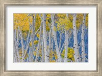 Framed Aspen Trees In Autumn, Utah