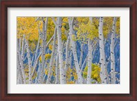 Framed Aspen Trees In Autumn, Utah