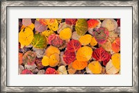 Framed Autumn Aspen Leaves In A Pool