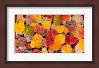 Framed Autumn Aspen Leaves In A Pool