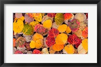 Framed Autumn Aspen Leaves In A Pool