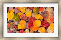 Framed Autumn Aspen Leaves In A Pool