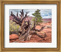 Framed Gnarled Juniper Tree, Utah