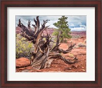Framed Gnarled Juniper Tree, Utah