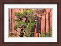 Framed Juniper Tree And A Cliff Streaked With Desert Varnish, Utah