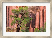Framed Juniper Tree And A Cliff Streaked With Desert Varnish, Utah