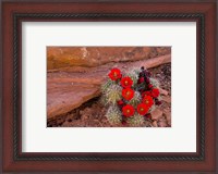 Framed Red Flowers Of A Claret Cup Cactus In Bloom