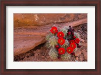 Framed Red Flowers Of A Claret Cup Cactus In Bloom