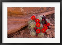 Framed Red Flowers Of A Claret Cup Cactus In Bloom