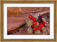 Framed Red Flowers Of A Claret Cup Cactus In Bloom