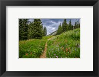 Framed Wildflowers In The Albion Basin, Utah