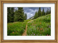 Framed Wildflowers In The Albion Basin, Utah