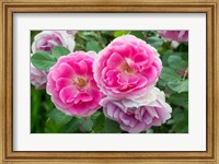 Framed Close-Up Of Pink Roses, Utah