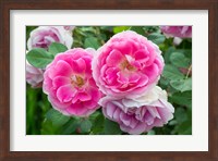 Framed Close-Up Of Pink Roses, Utah