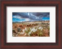 Framed Evening Primrose In The Grand Staircase Escalante National Monument