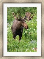Framed Bull Moose In Wildflowers, Utah