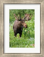 Framed Bull Moose In Wildflowers, Utah