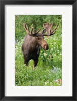 Framed Bull Moose In Wildflowers, Utah